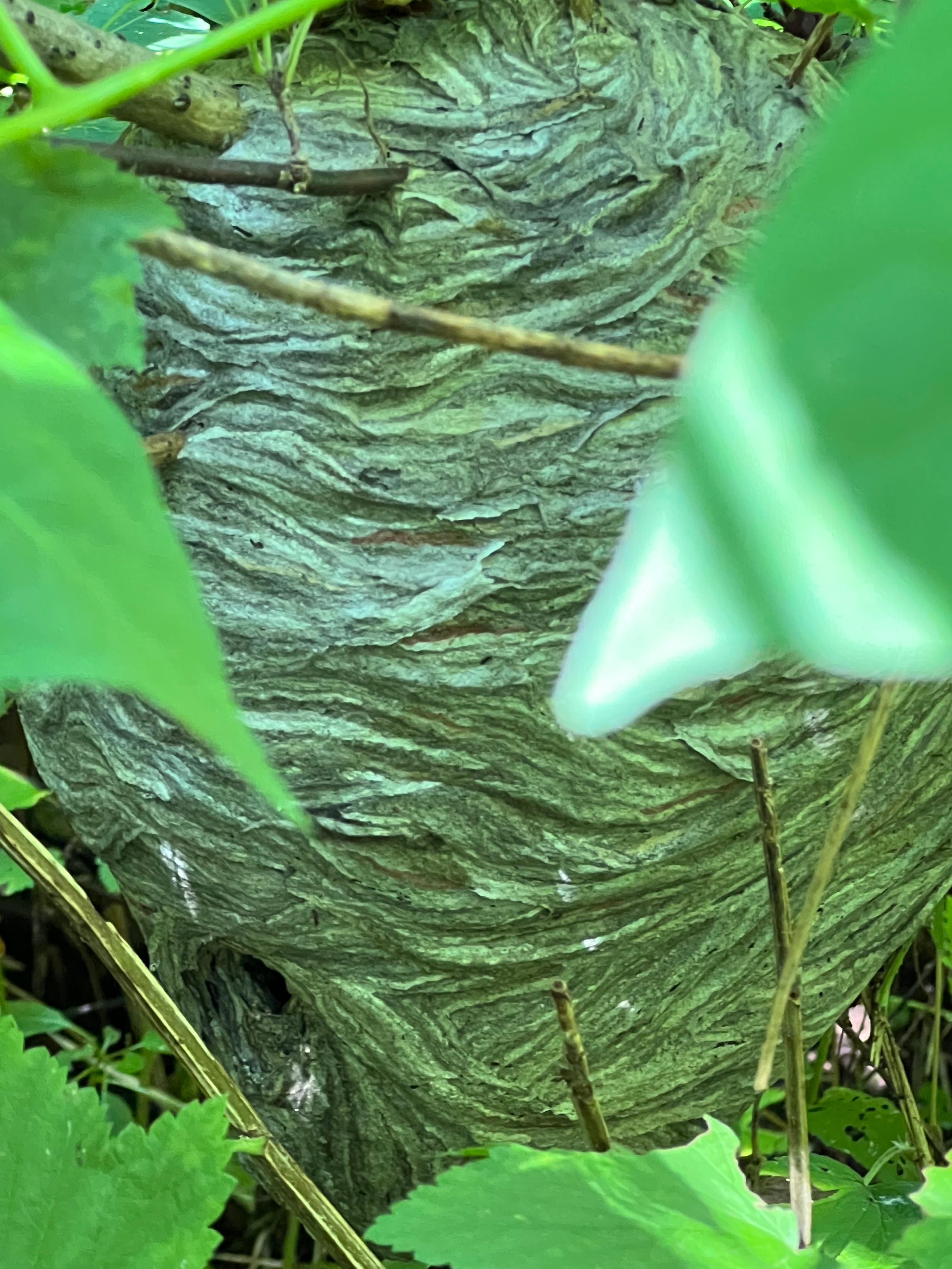 Fenix Pest Control, Inc Image