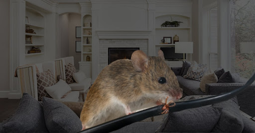 NJ Pest Control Image