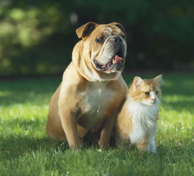 Pet Stop of Central Georgia Photo