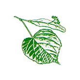 Logo der Linden-Apotheke Lichterfelde
