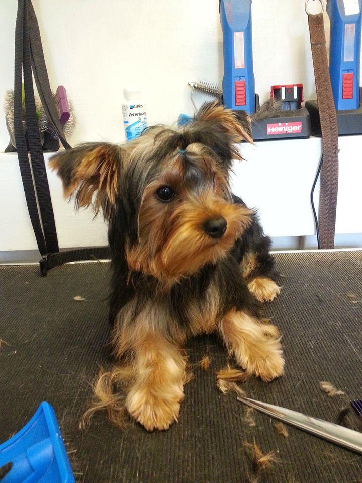 Town &amp; Country Grooming - Pet Services in Salisbury SP4 6DT - 192.com