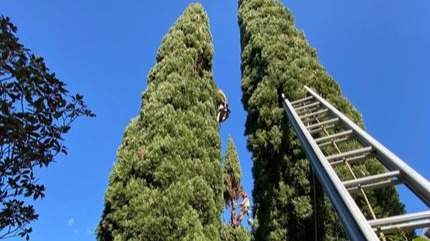 Fotos de Dizzy Heights Tree Services