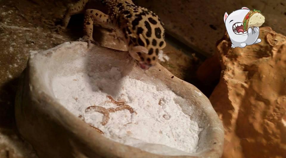 Melo's Reptile Sanctuary aims to find a reptile, no matter how big or how small, a new home where it will be loved till the end of its days.