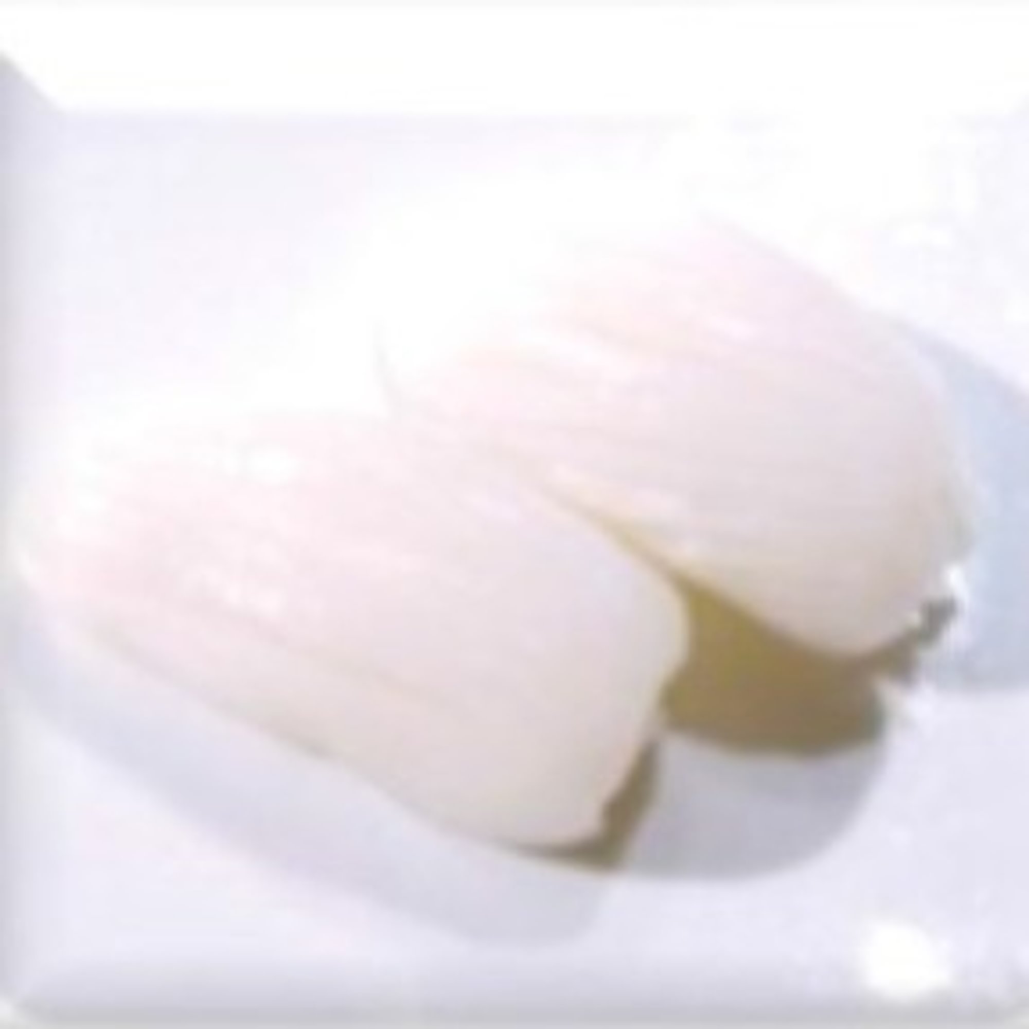 Conch (2 for $5)
