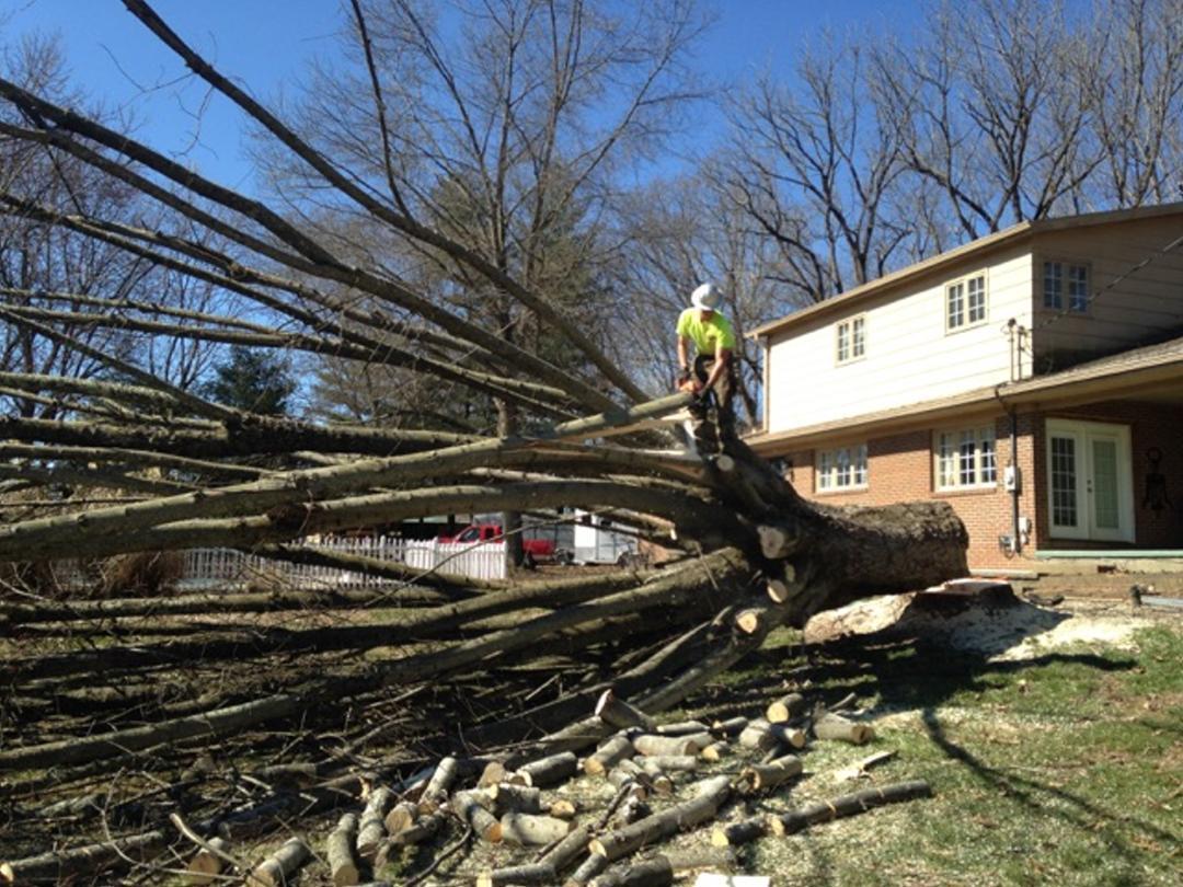 Cutting branches off of the large maple tree after we got it on the ground.