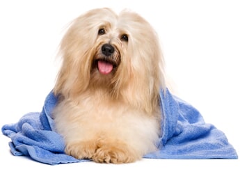Images Dog House Grooming Shop