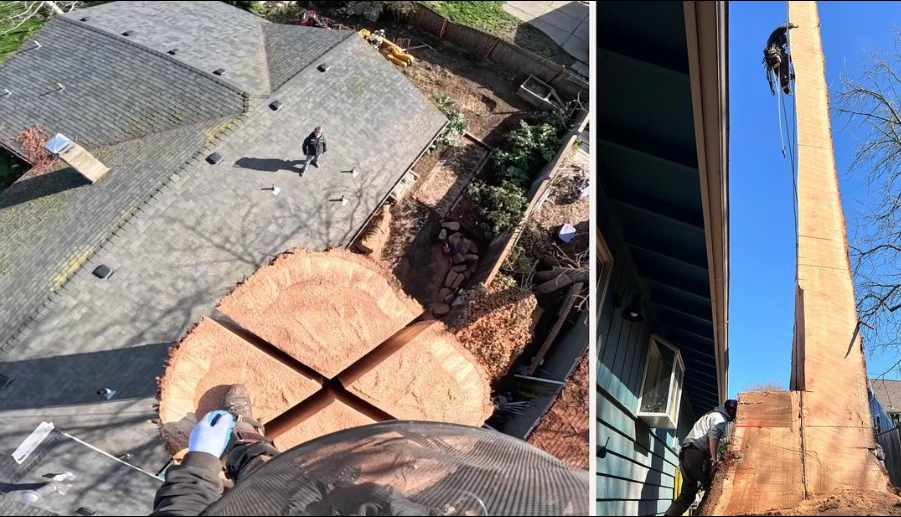 August Hunicke Arborists Inc. Image