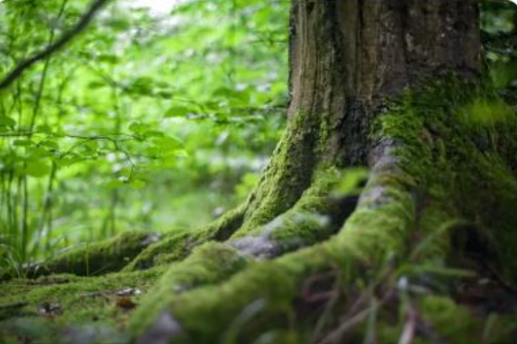 Waldbestattung