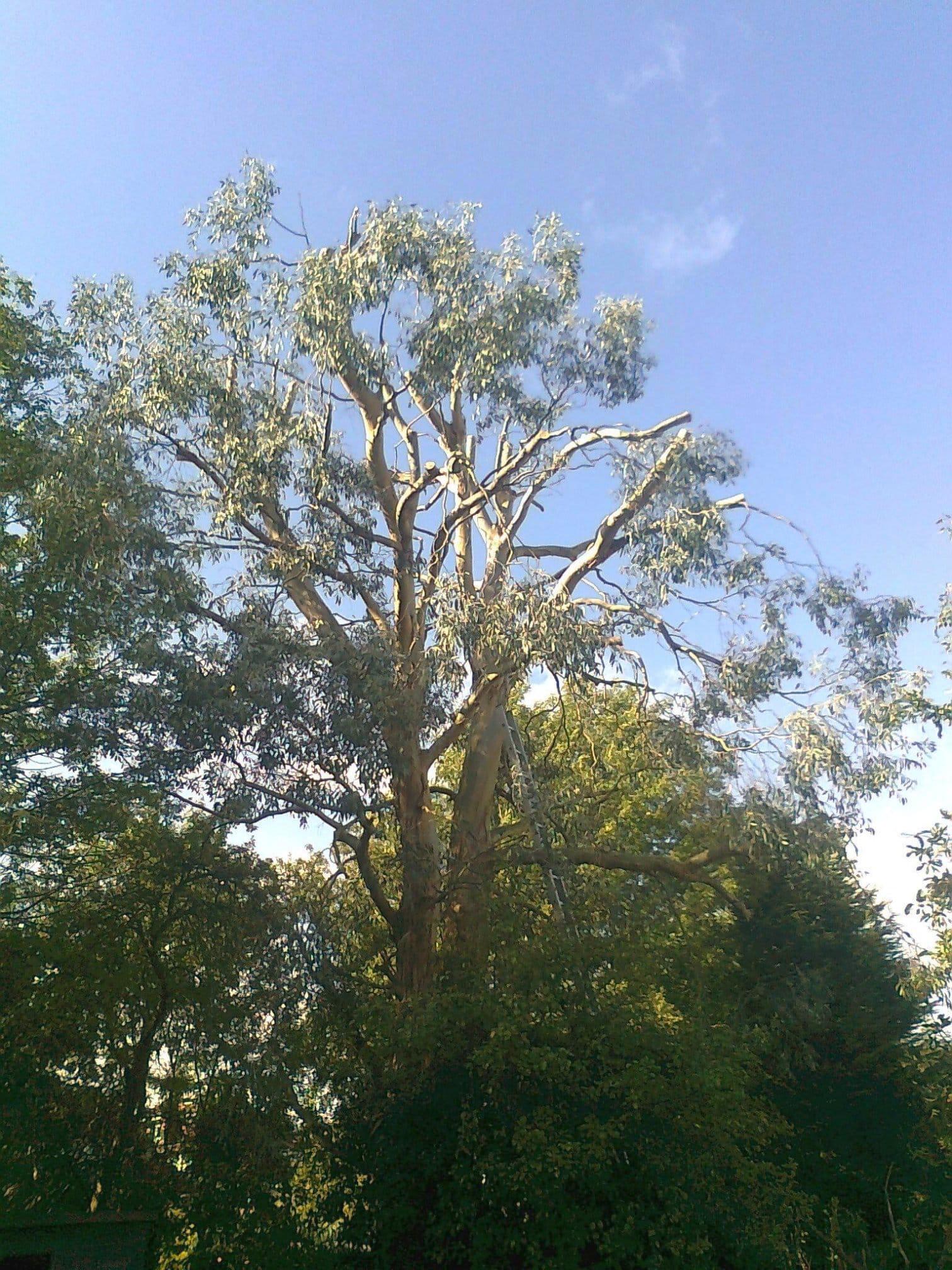 Images Tree & Garden Services