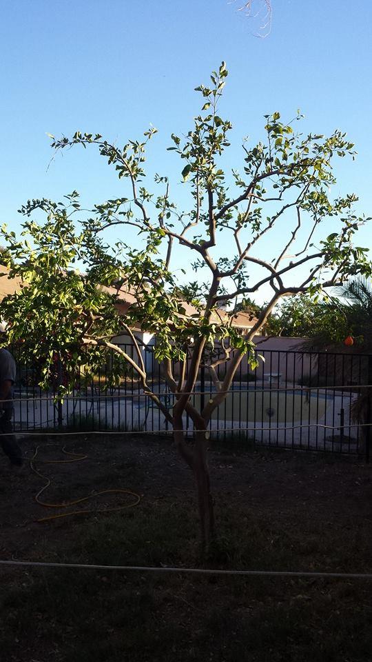 Pendleton Tree Service Yuma, AZ Business Profile