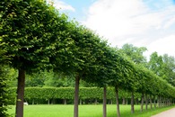 Tree Service in San Jose, CA Tree Service in San Jose, CA