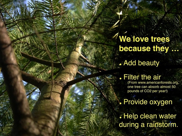 Images Beaver Tree Service Inc