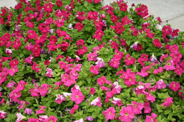 Images K & K LAWN & SHRUB SERVICES INC grosse pointe