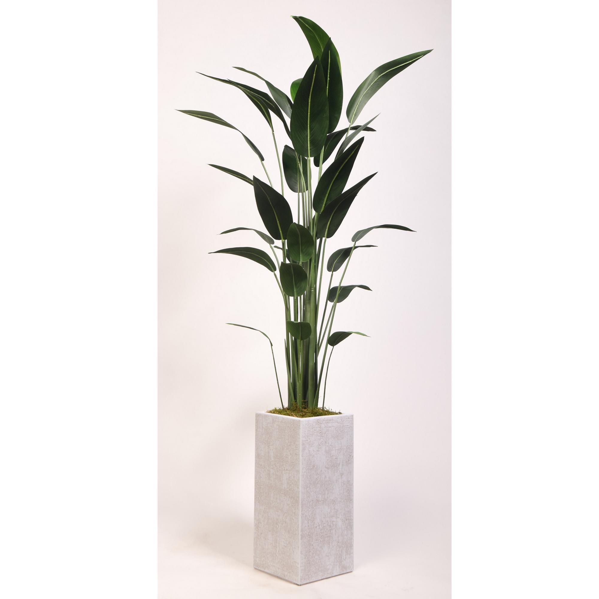 7' Traveler Palm in Everett Planter