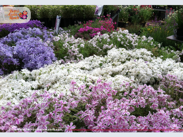 Betty's Azalea Ranch Image