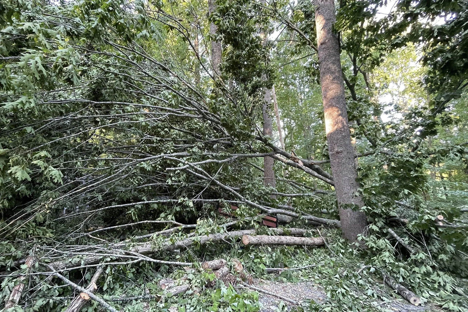 Emergency Tree Removal