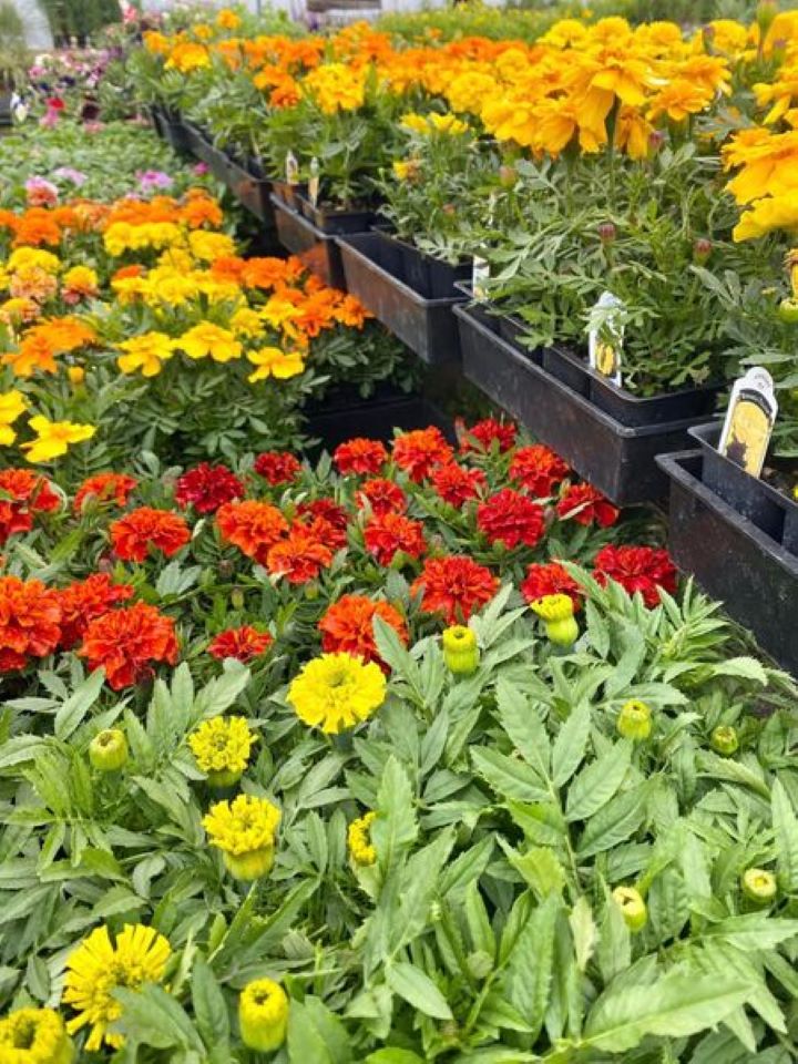 Deep Creek Garden Center Image