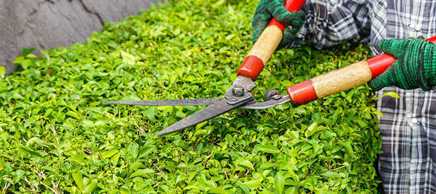 Santos Gardening Logo