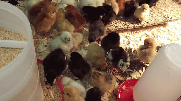 Images Goffle Road Poultry Farm