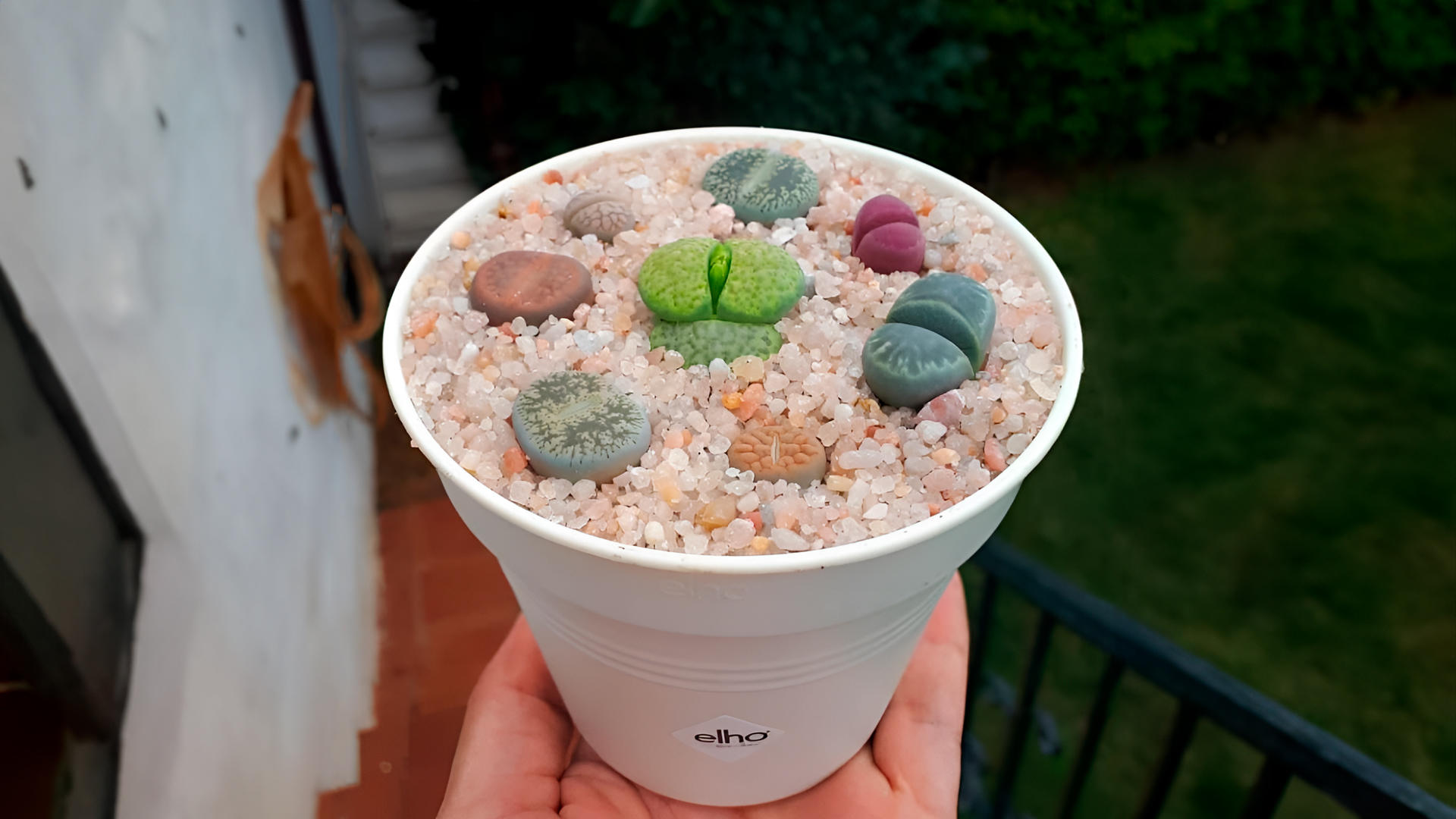 Galería en miniatura