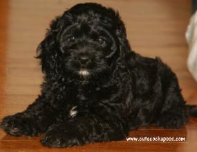 Cute Cockapoos Image