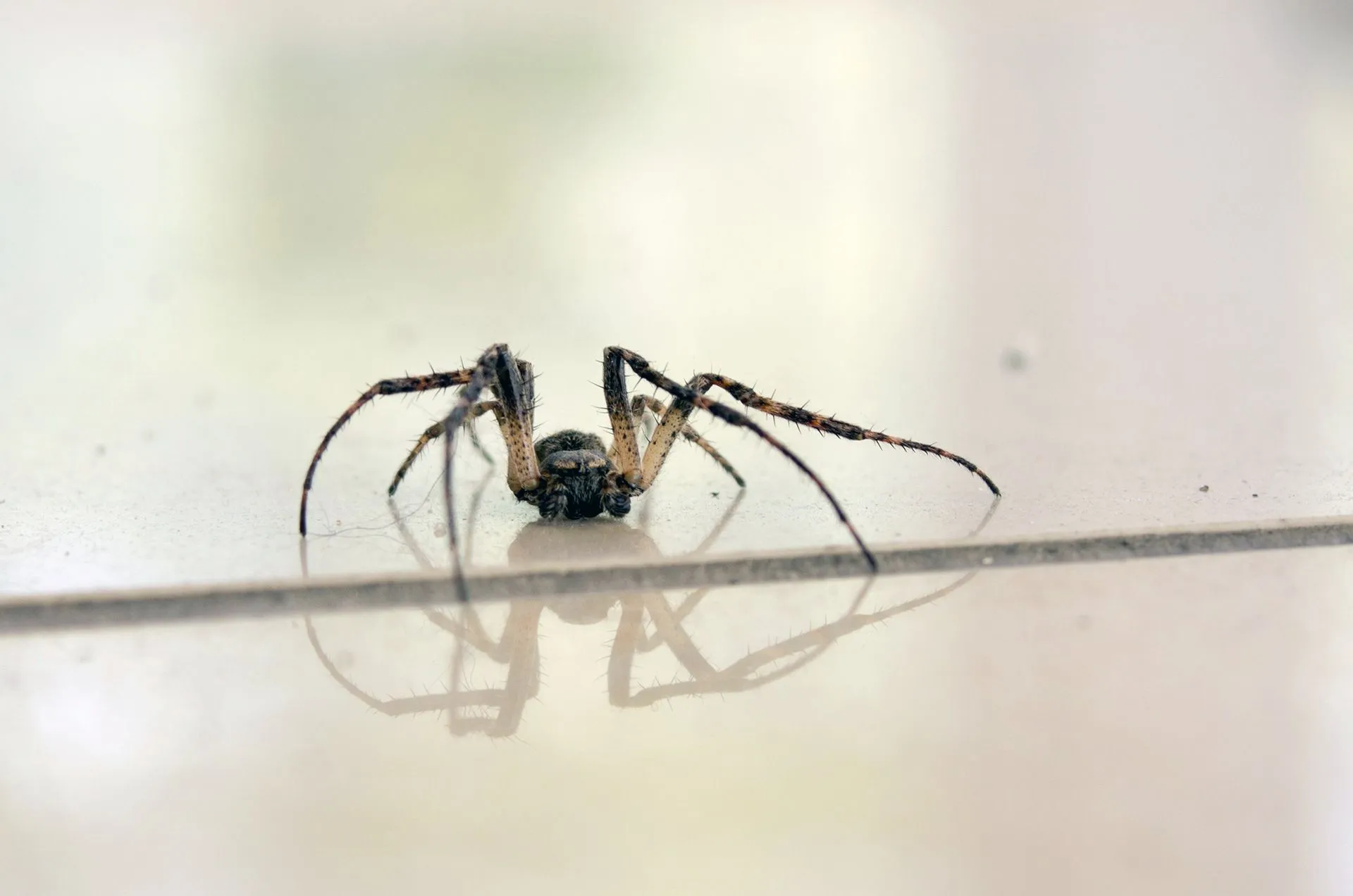 Pest Control