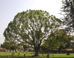 Crop Tops Tree Trimming & Lawn Care SVCS Image