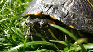 Turtle Sludge Destroyer