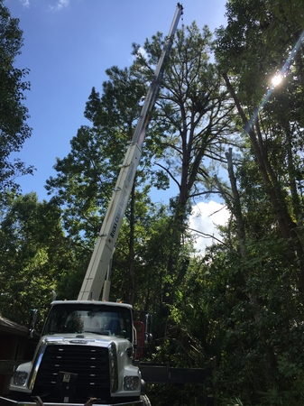 Images Rays Tree Service