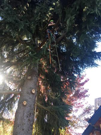 Images Tim's Tree Removal And Services LLC