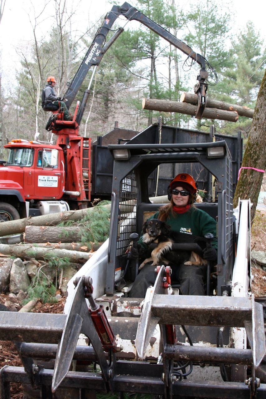 3B Tree Removal Image