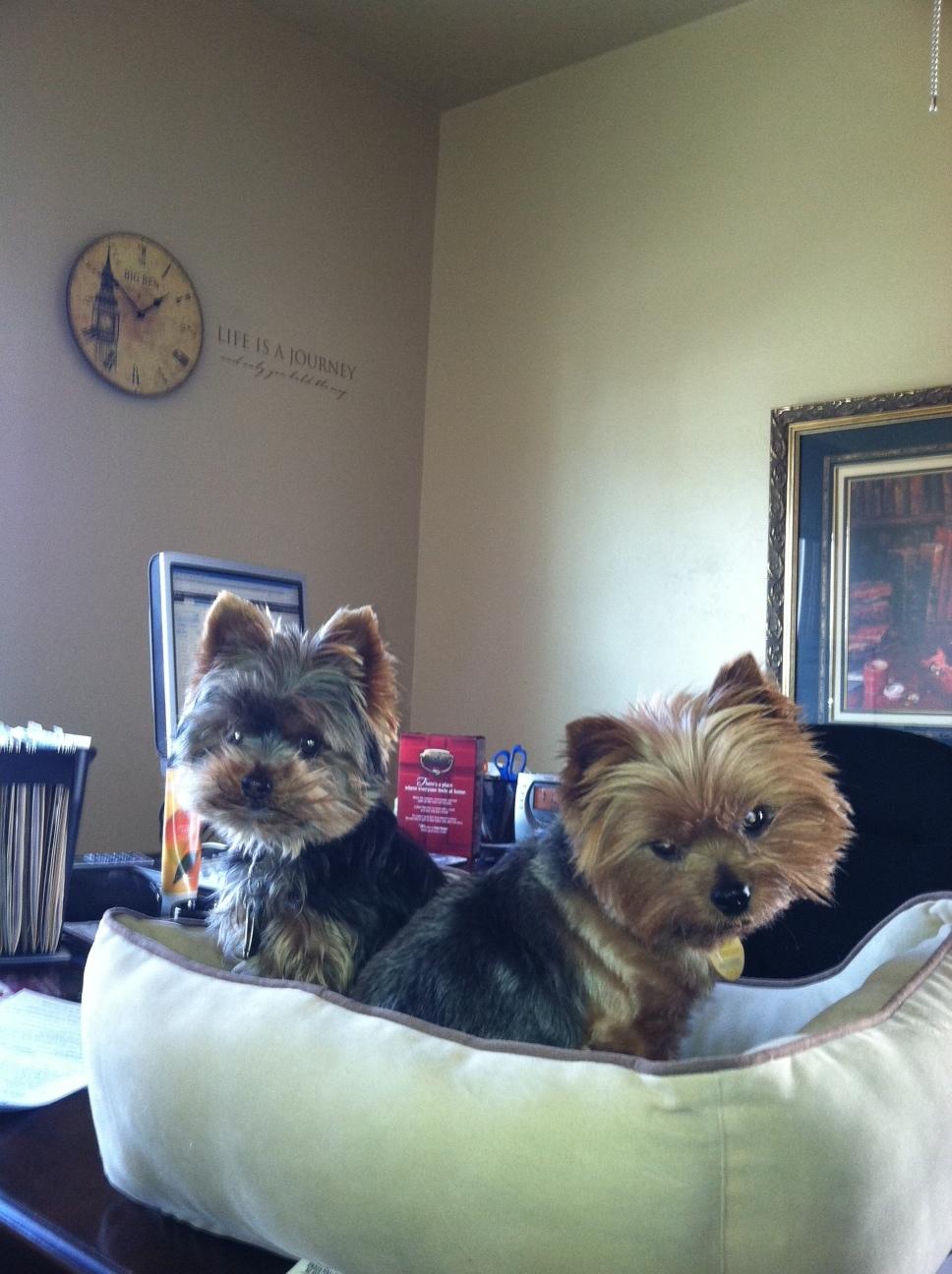 Our two Yorkies, Mo and Buddy provide unique office security.