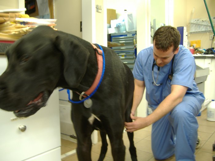 VCA Pets Are People Too Veterinary Hospital Photo