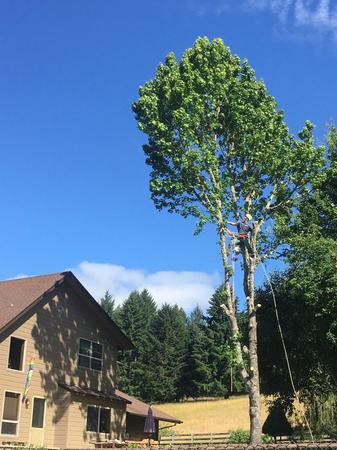 Images Tim's Tree Removal And Services LLC