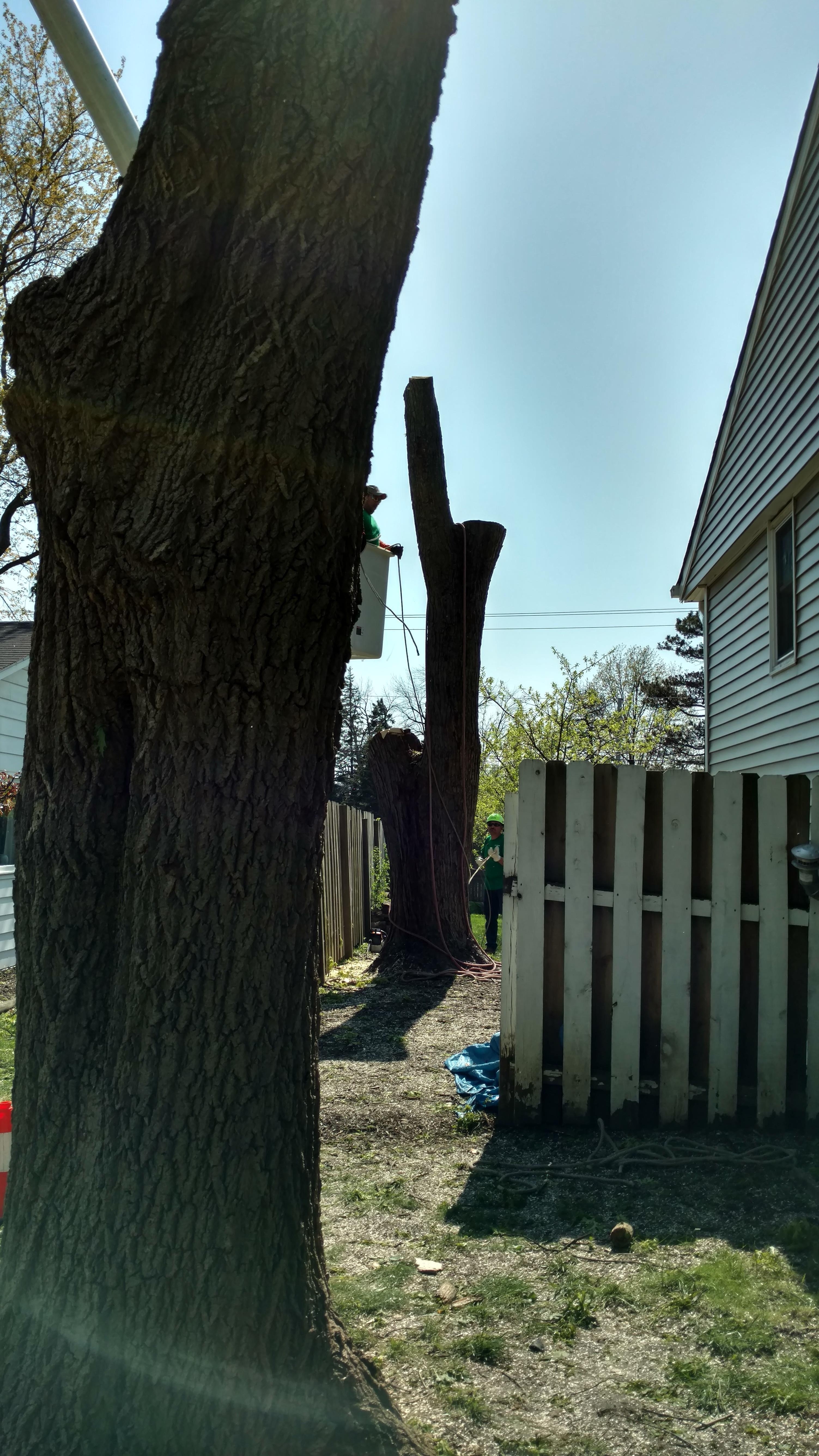 New Beginning Tree Service Company Image