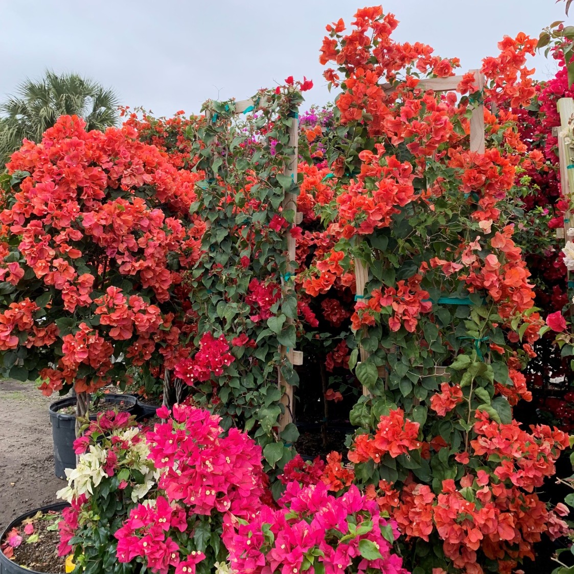 Bougainvillea