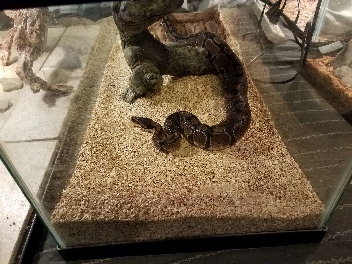 Melo's Reptile Sanctuary aims to find a reptile, no matter how big or how small, a new home where it will be loved till the end of its days.