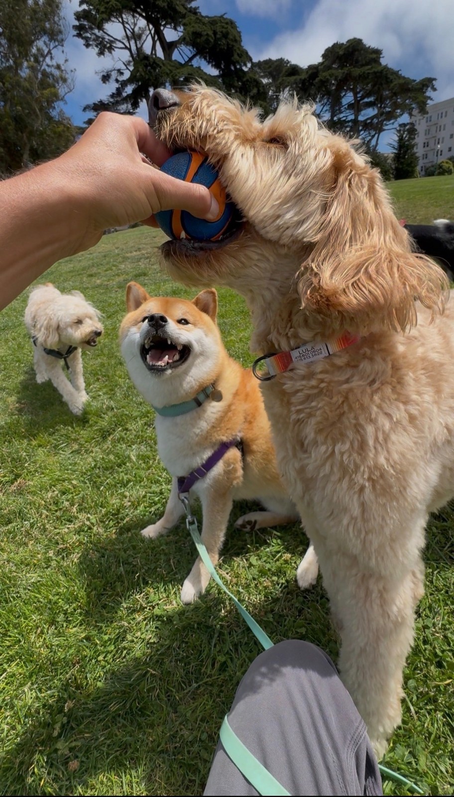 Sniff San Francisco | Dog Walking, Training & Boarding Services