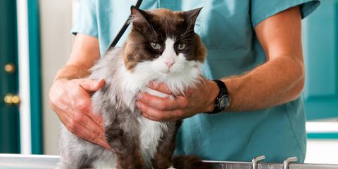 Your Guide to an Annual Veterinarian Checkup