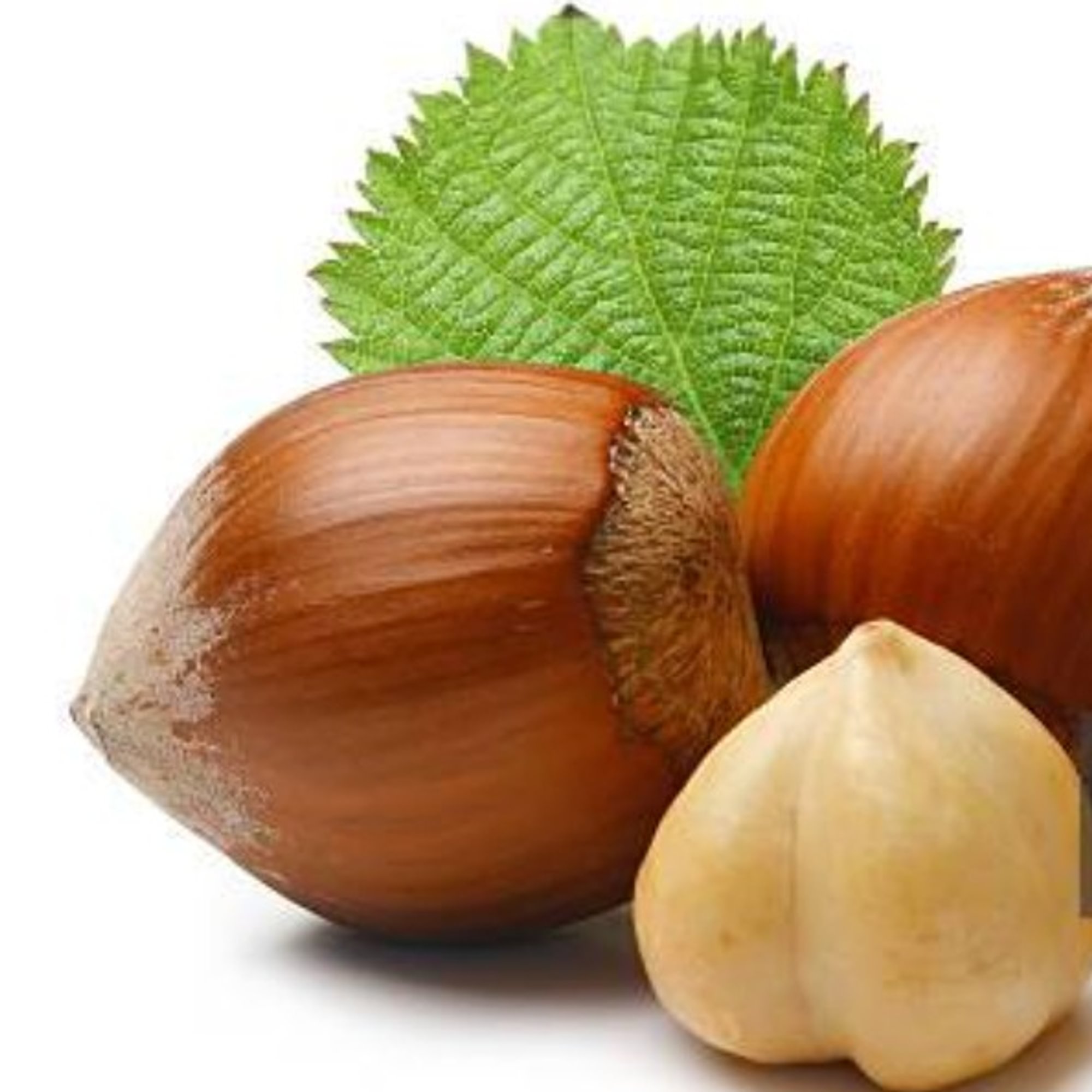 Add Hazelnut