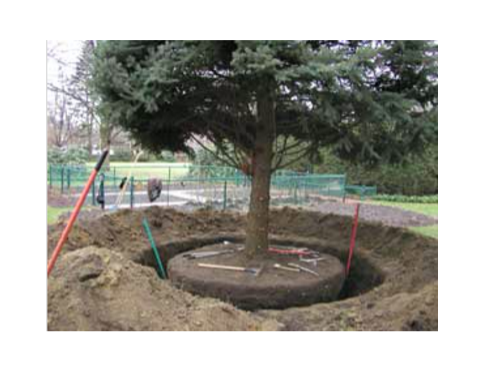 Lawn Dunne & Trees Image