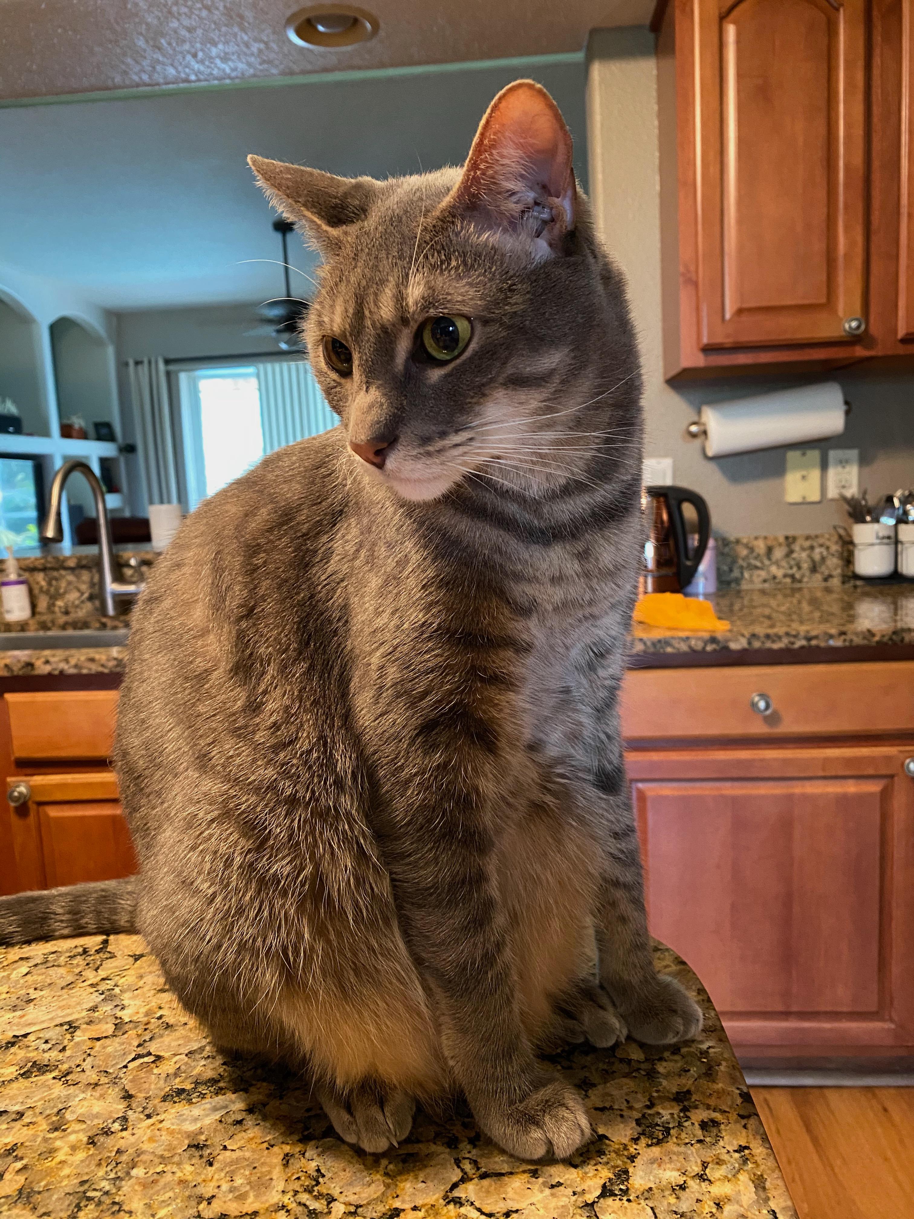 Woofie’s® of Lutz