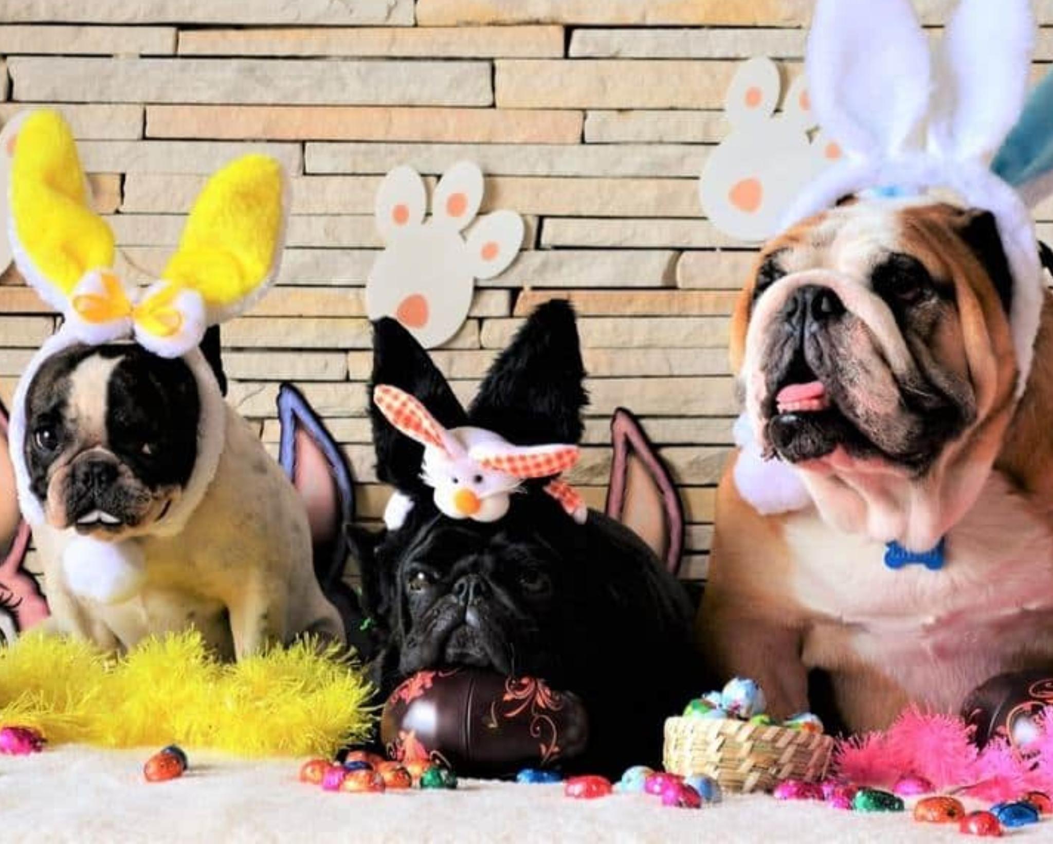 The Pet Shop a Puppy Boutique