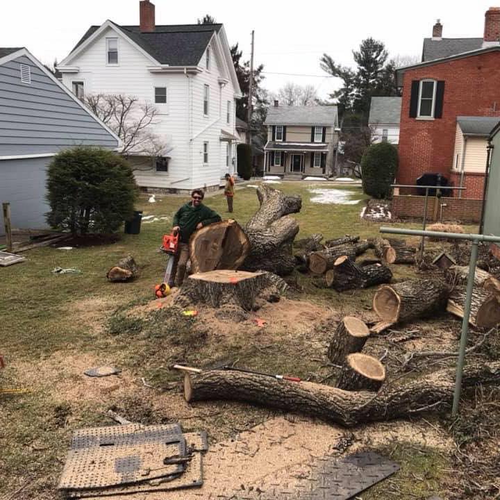 Allegiant Tree Care Photo