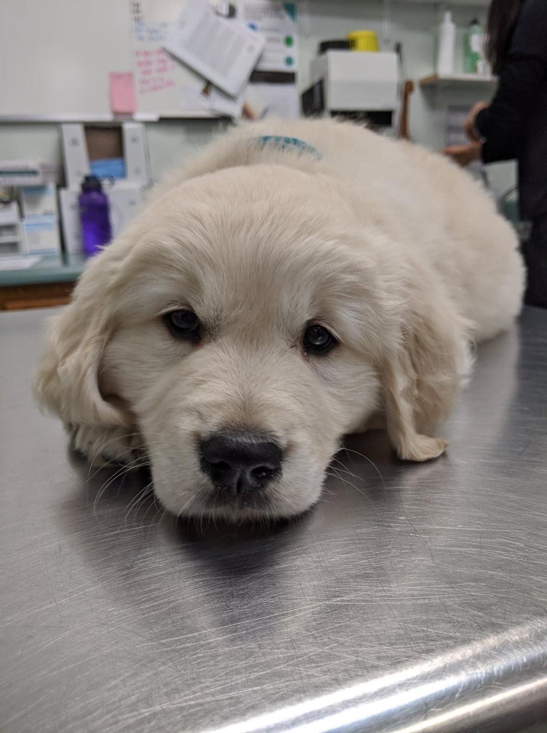 ritson veterinary clinic