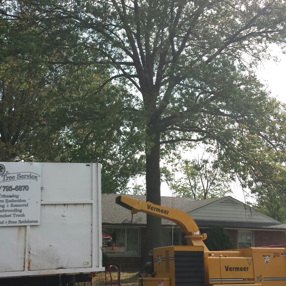 Big oak coming down today!