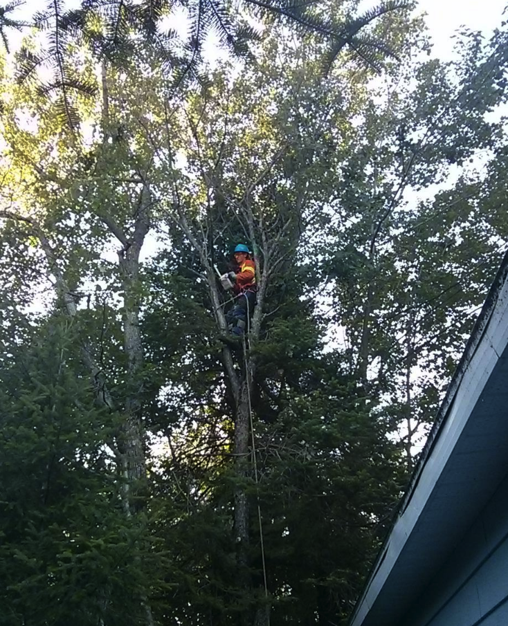 L'artisan De L'arbre - Service D'élagage et Émondage Trois-Rivières