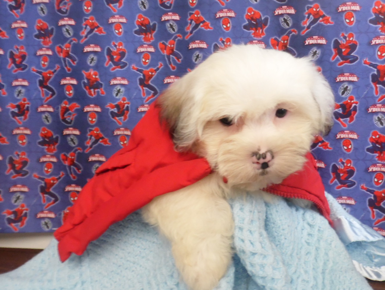 Available Puppies