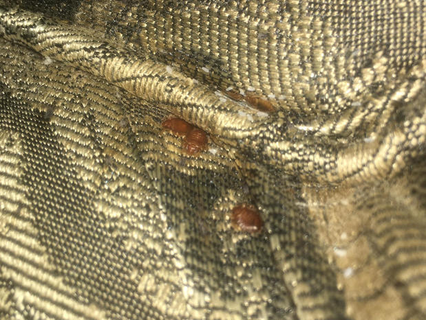 Images Hi-Tech Pest Control, LLC