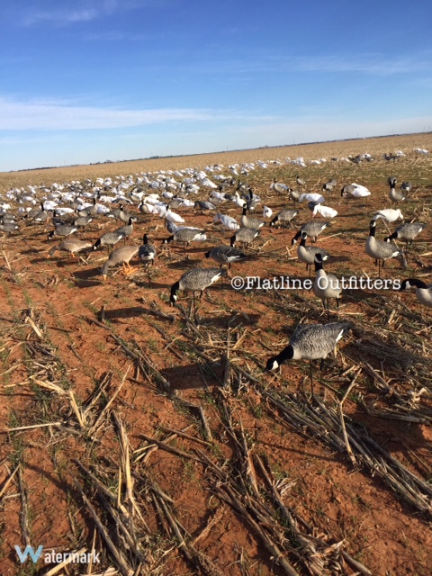 Flatline Outfitters Logo